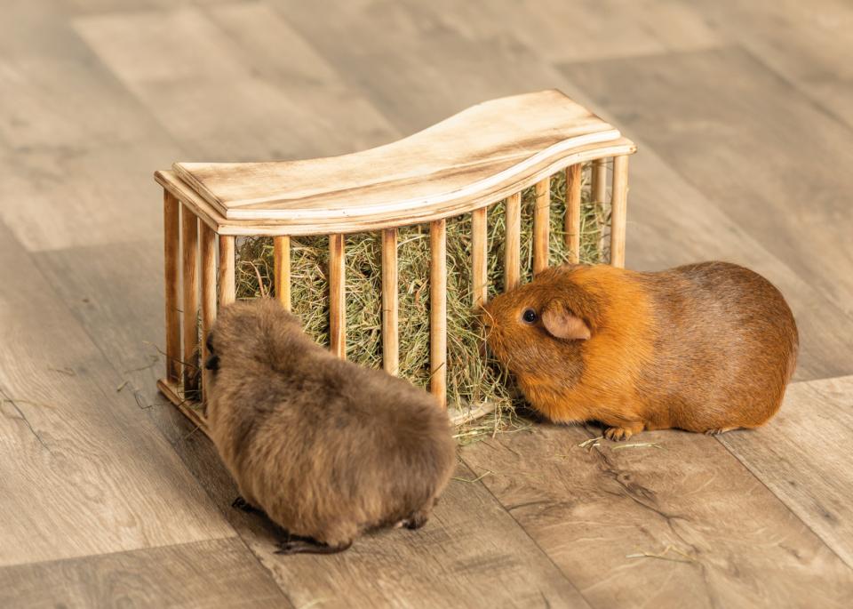 Trixie Høhæk med låg i træ