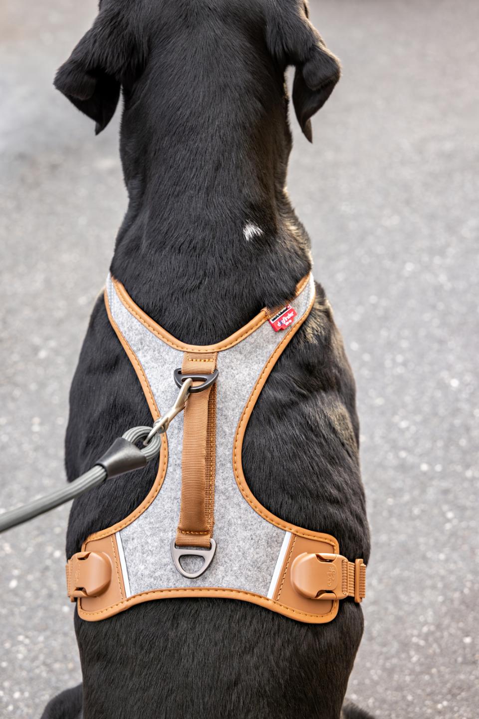 Curli Alpine Belka Harness