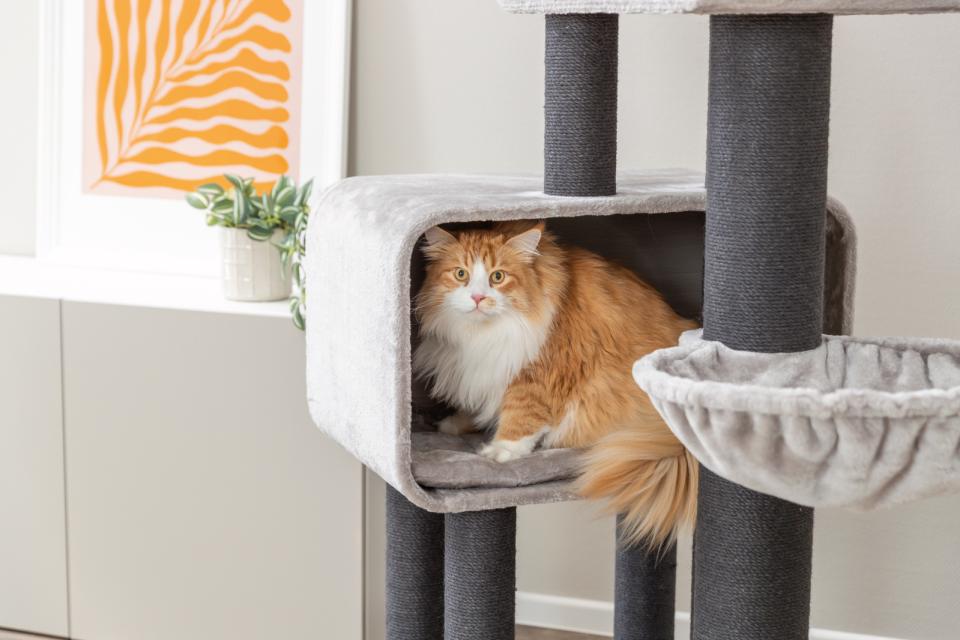 Trixie kattetræ XXL Rafael