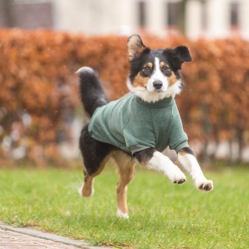 Trixie CityStyle Amsterdam sweatshirt til hunde