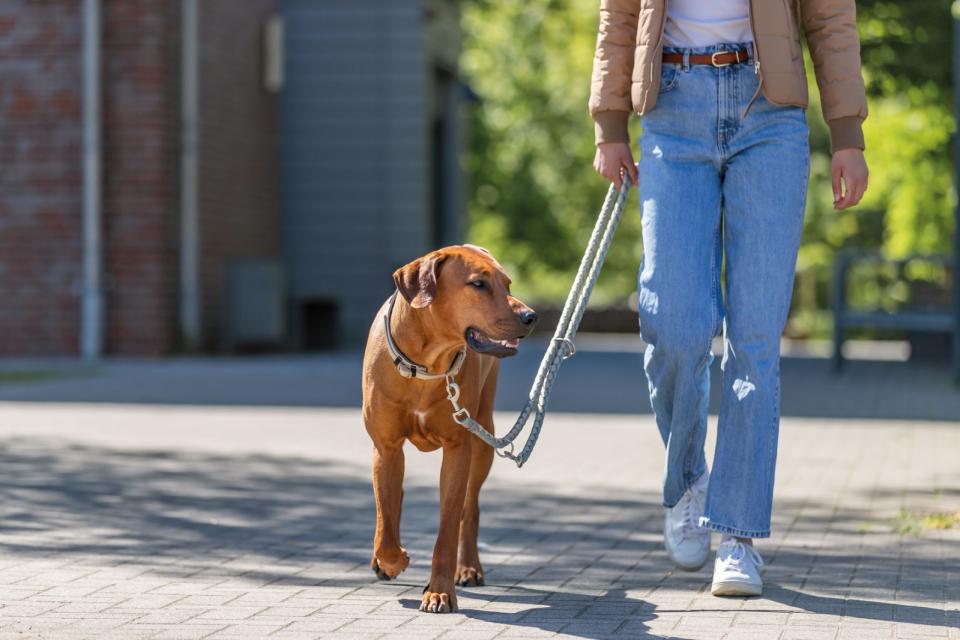 Premium halsbånd med neopren polstring, ekstra bred