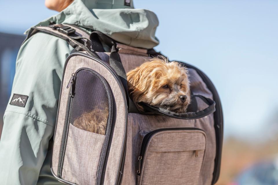 Trixie Shiva rygsæk