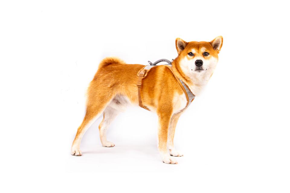 Curli Alpine Belka Harness