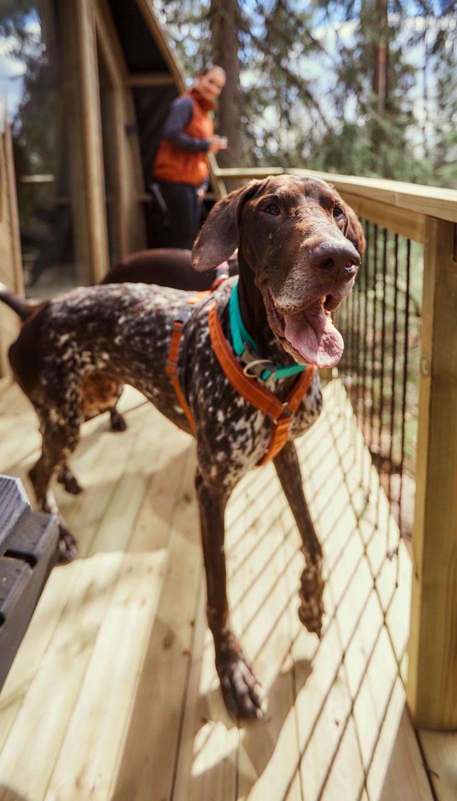 Hurtta ECO Casual Y-hundesele