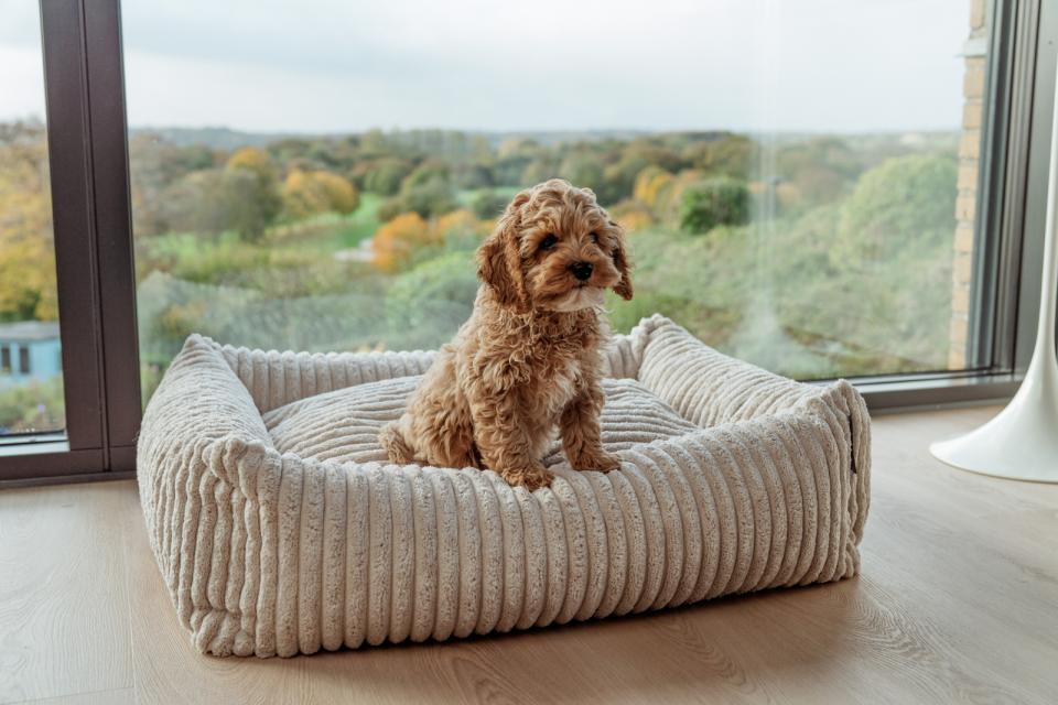 Companion Cocoon Anders hundeseng