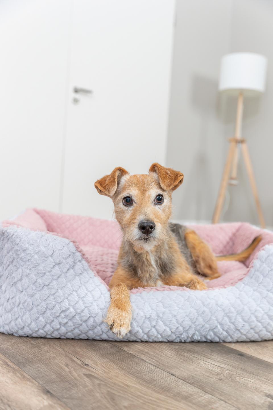 Trixie Kaline Mio Bed, Rectangular