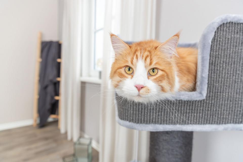 Trixie Ava II kattetræ XXL