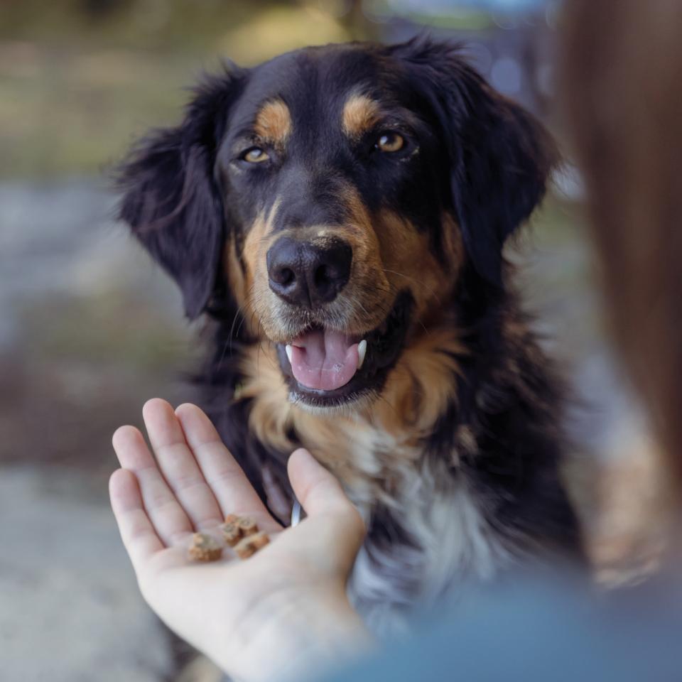 Insect Hearts with mealworms