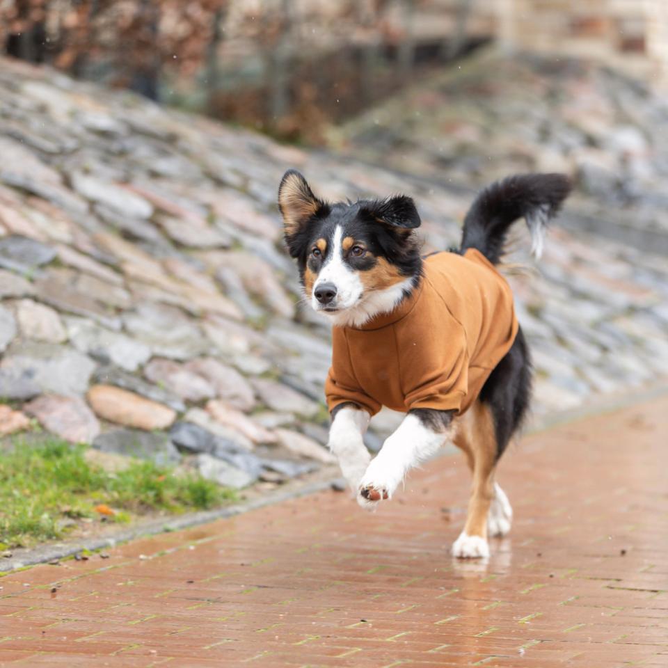 Trixie CityStyle Amsterdam sweatshirt for dogs