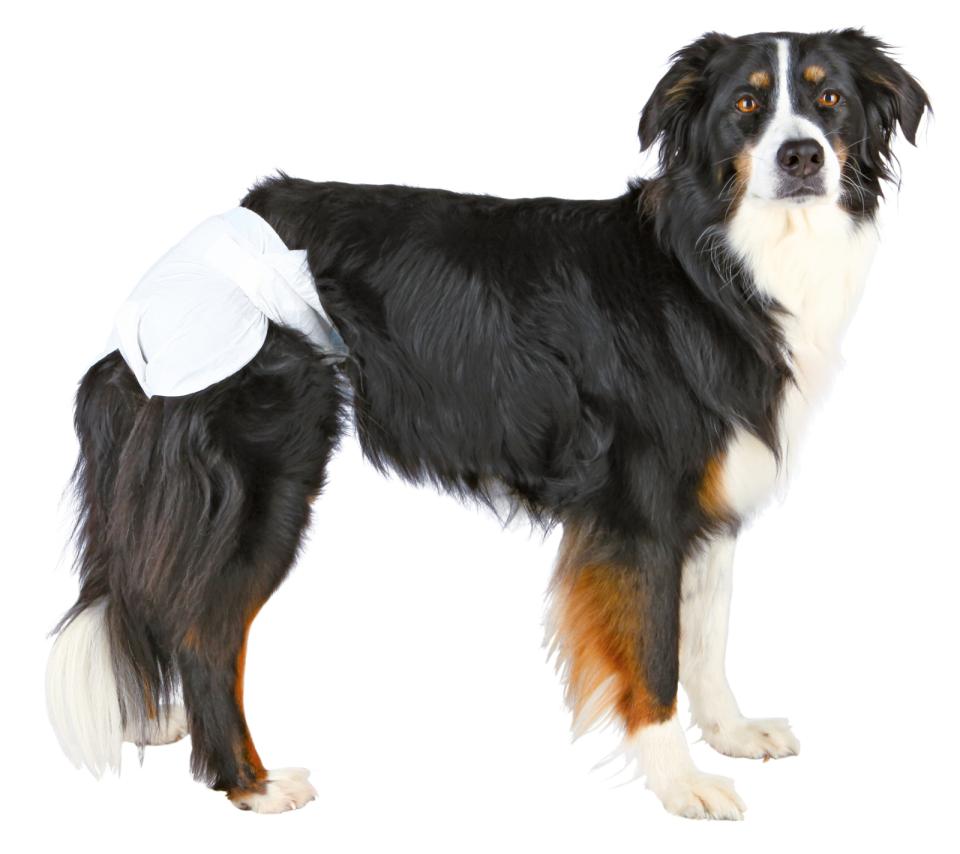 Diapers for female dogs