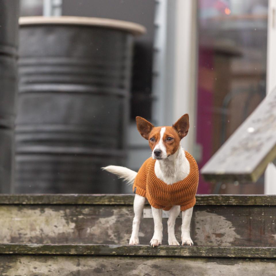 Trixie CityStyle Berlin pullover