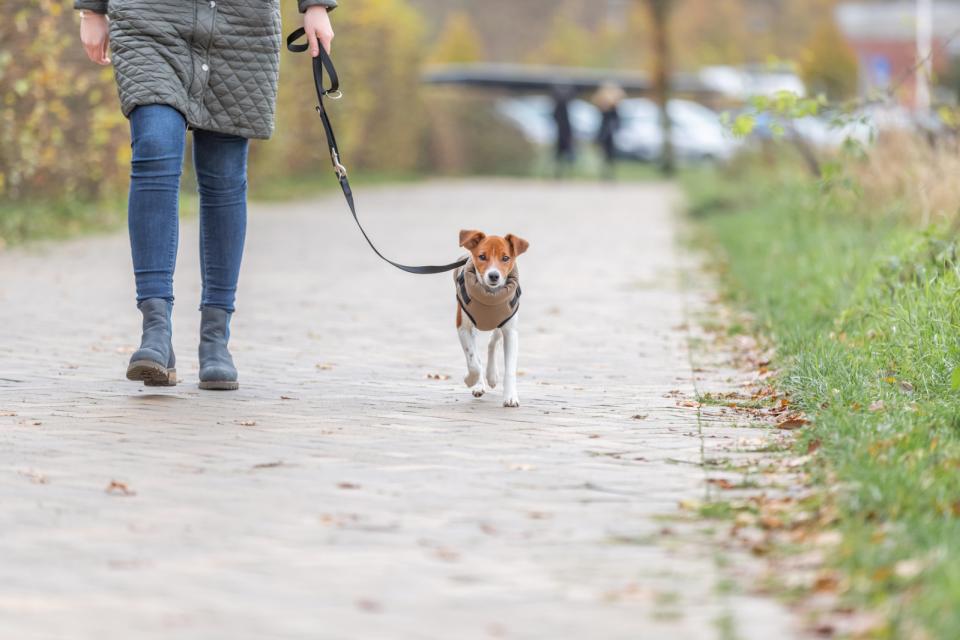 Trixie Pirou vinterjakke med hundesele