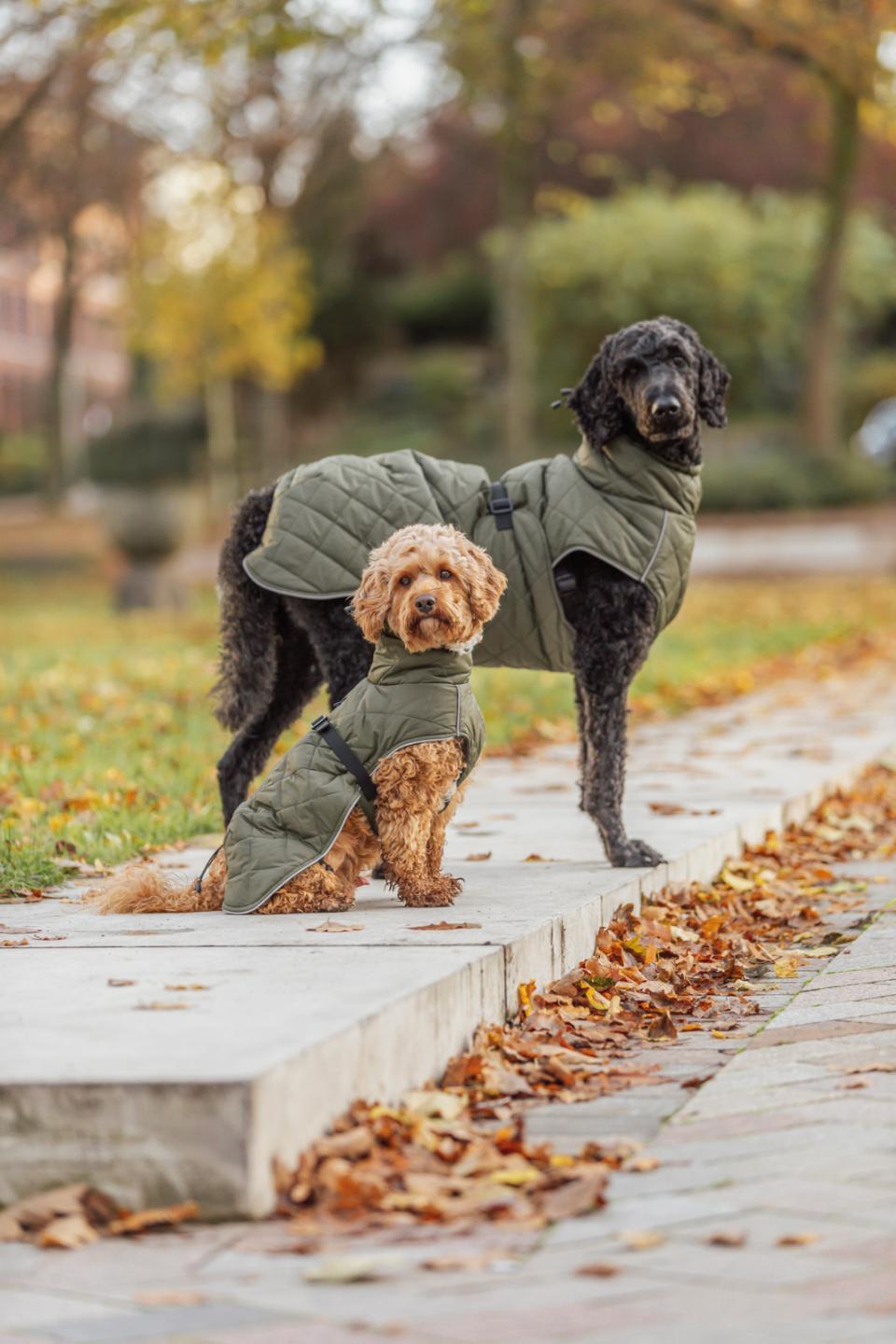 Trixie Minot hundefrakke