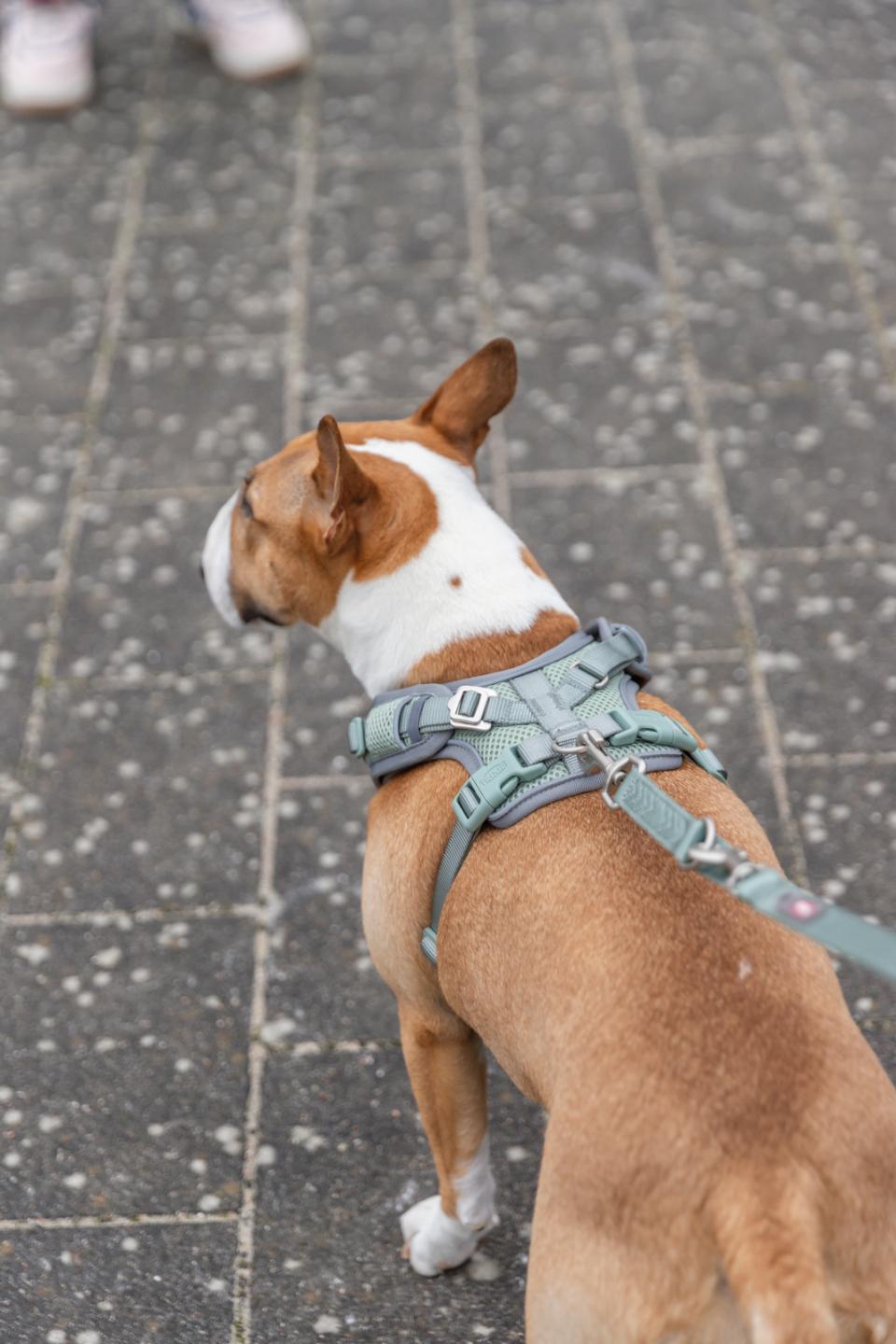 Trixie Premium FlexMesh dog harness, wide fit