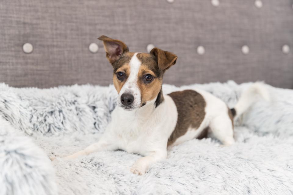 Harvey furniture protector bed, square