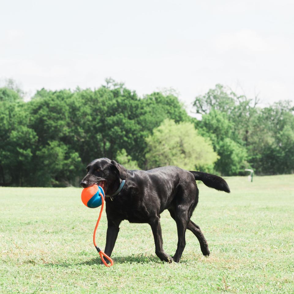CHUCKIT Rope fetch - bold med reb