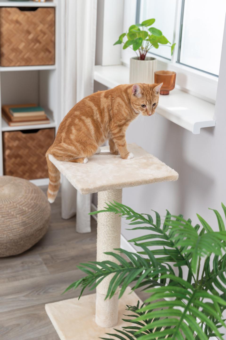 Trixie Baena kradsestolbe