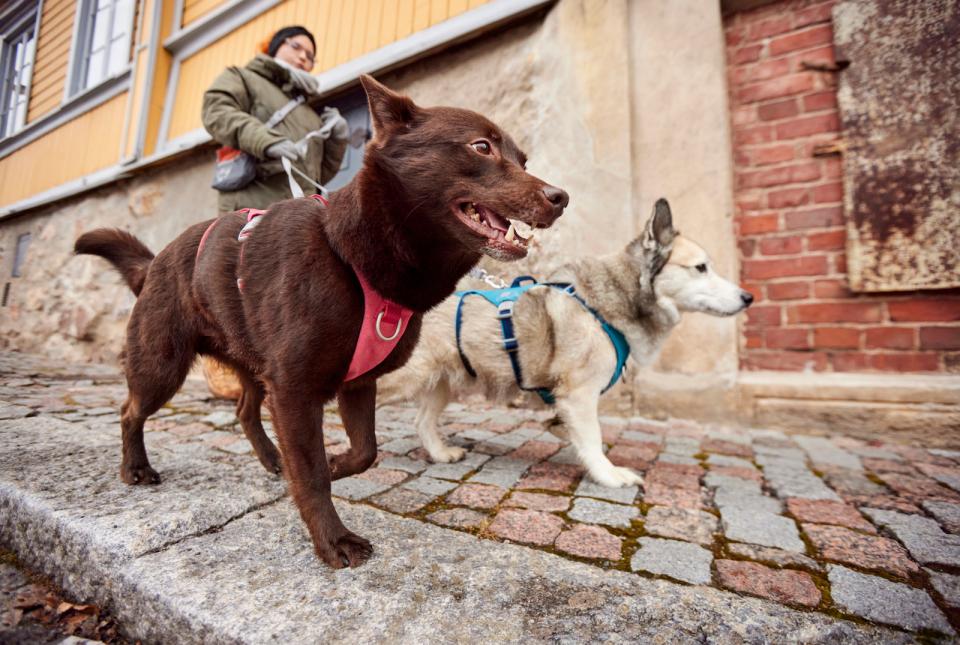 Hurtta Safeguard ECO harness