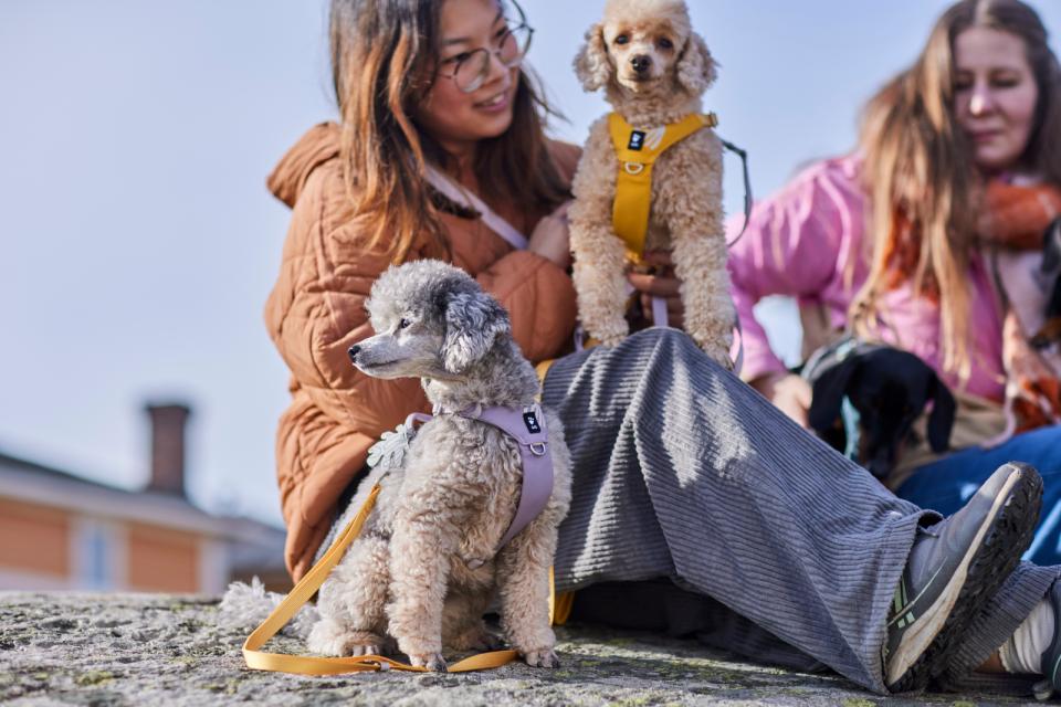 Hurtta Seeker hundesele