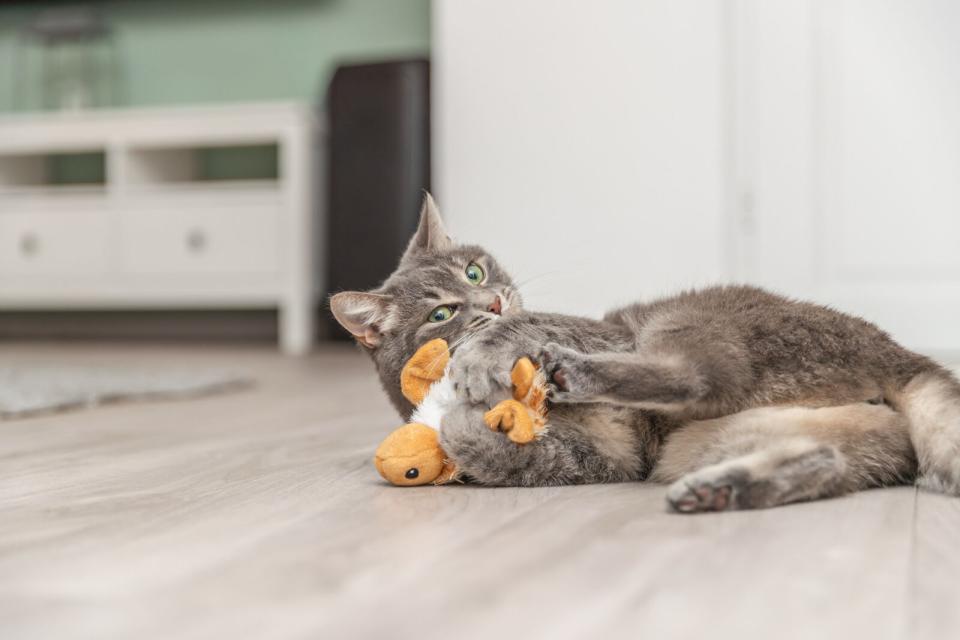 Trixie Wriggly skildpaddelegetøj til katte