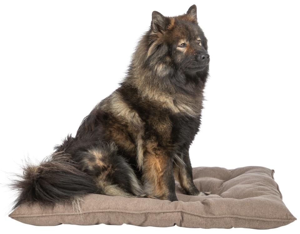 Trixie Caliente hundepude