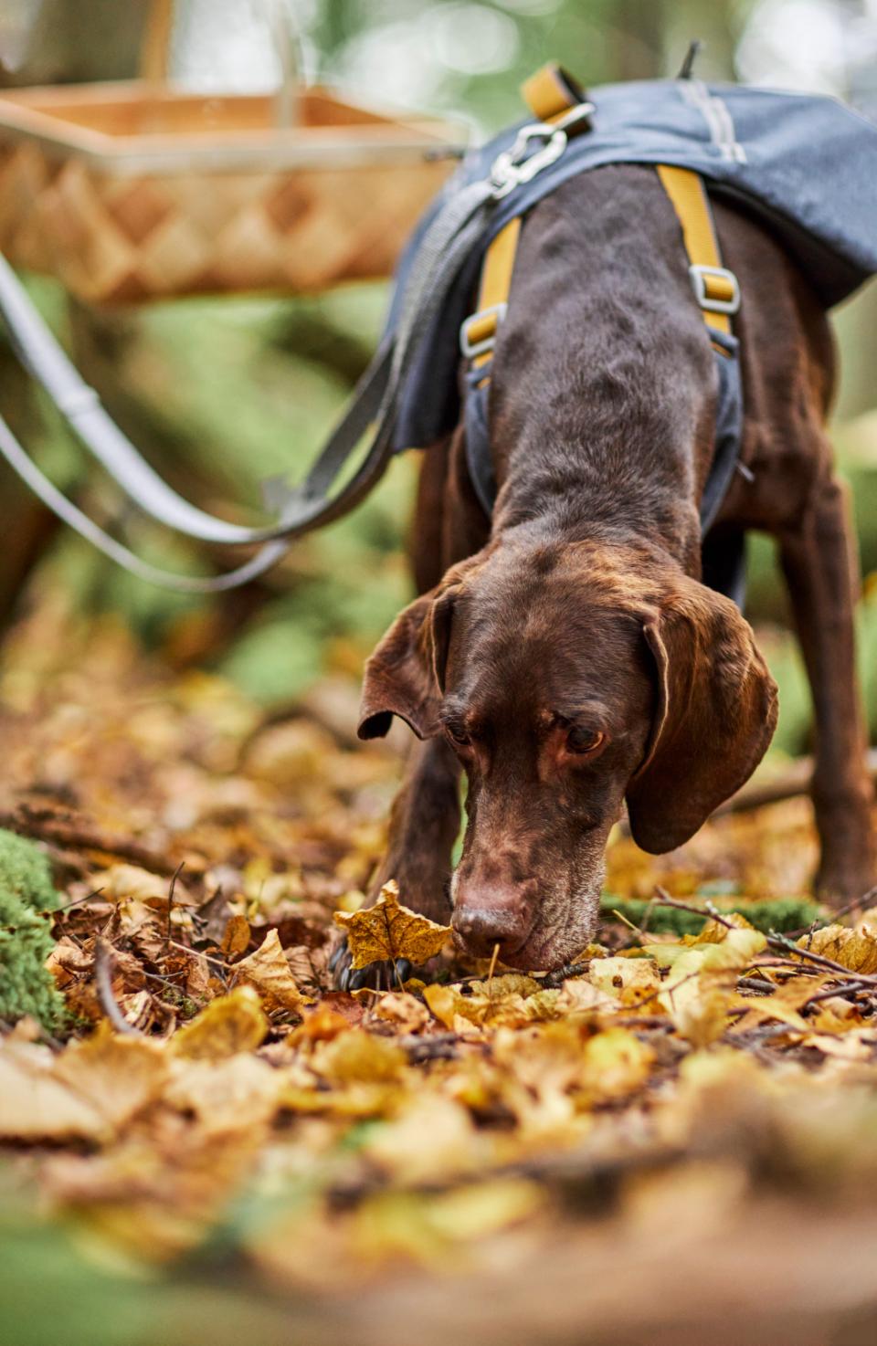 Hurtta Expedition Pack ECO hundesele