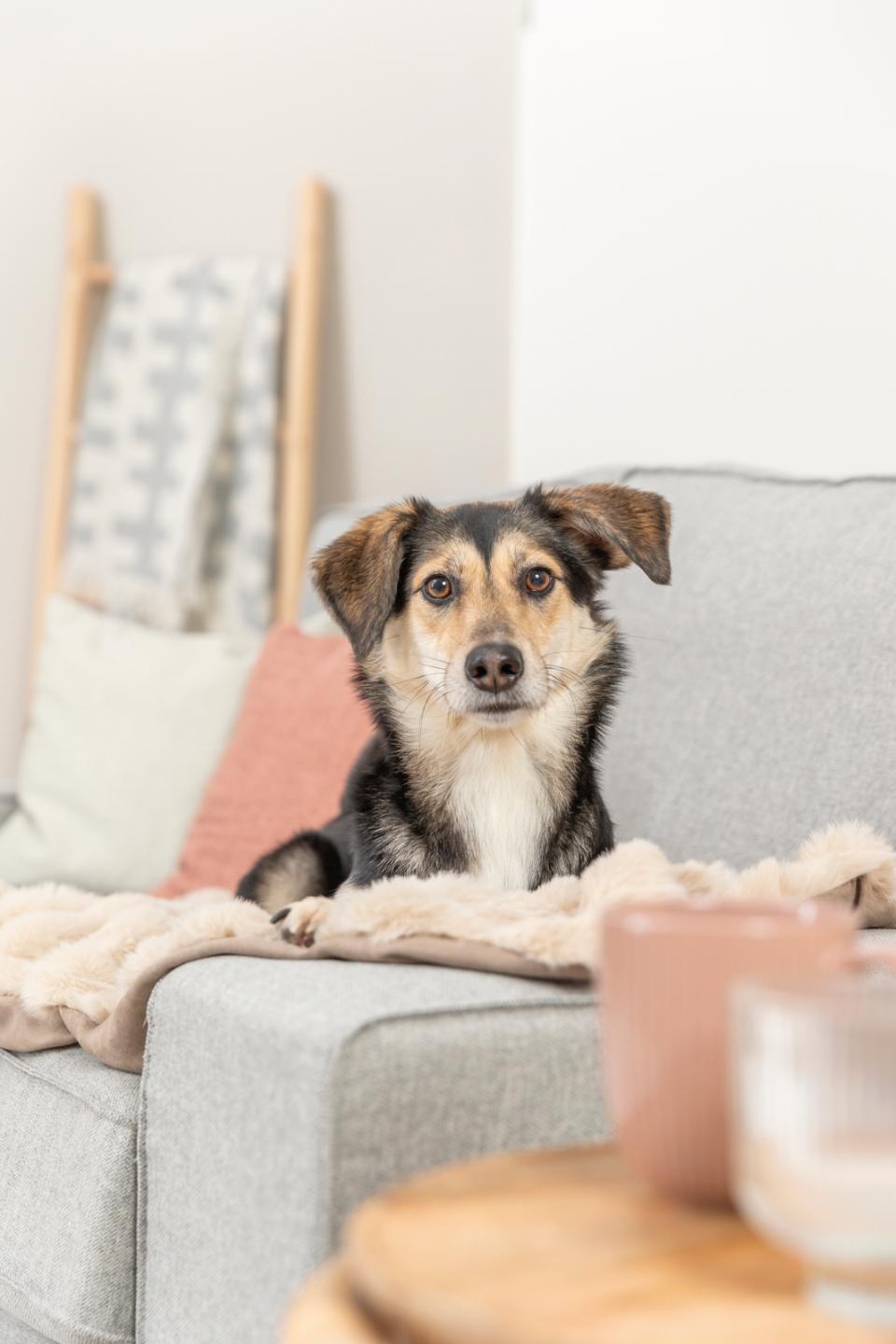 Trixie Elli tæppe, plys