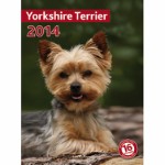 Kalender Yorkshire Terrier